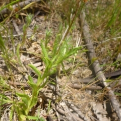 Leptorhynchos squamatus subsp. squamatus at Kowen, ACT - 25 Nov 2016