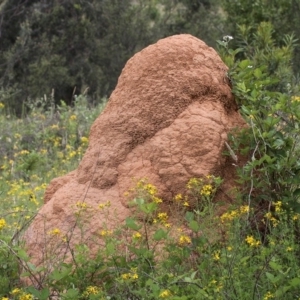 Nasutitermes exitiosus at Coree, ACT - suppressed