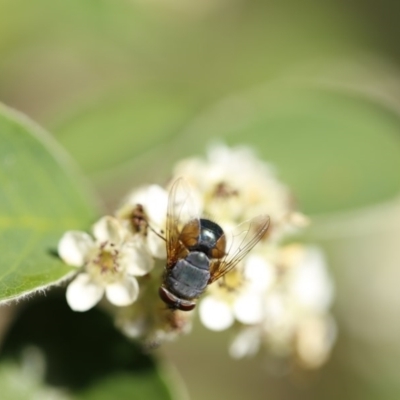 Calliphora augur (Lesser brown or Blue-bodied blowfly) at O'Connor, ACT - 3 Dec 2016 by ibaird