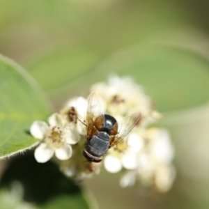 Calliphora augur at O'Connor, ACT - 3 Dec 2016