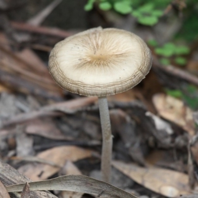 Oudemansiella gigaspora group (Rooting Shank) at Cotter River, ACT - 4 Dec 2016 by HarveyPerkins