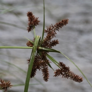 Cyperus lucidus at Uriarra Village, ACT - 4 Dec 2016 01:09 PM