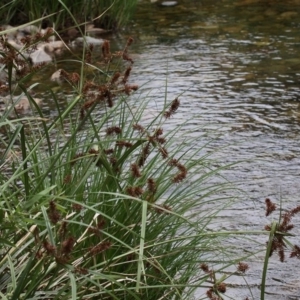 Cyperus lucidus at Uriarra Village, ACT - 4 Dec 2016