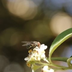 Muscidae (family) (Unidentified muscid fly) at O'Connor, ACT - 3 Dec 2016 by ibaird