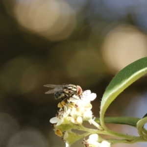 Muscidae (family) at O'Connor, ACT - 3 Dec 2016 04:53 PM