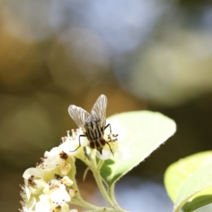 Muscidae (family) at O'Connor, ACT - 3 Dec 2016