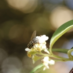 Muscidae (family) at O'Connor, ACT - 3 Dec 2016 04:53 PM