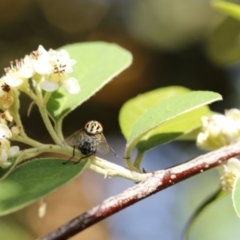 Muscidae (family) at O'Connor, ACT - 3 Dec 2016