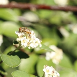 Eristalinus punctulatus at O'Connor, ACT - 3 Dec 2016