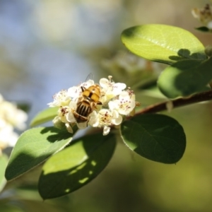 Eristalinus punctulatus at O'Connor, ACT - 3 Dec 2016