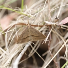 Epidesmia hypenaria (Long-nosed Epidesmia) at O'Connor, ACT - 3 Dec 2016 by ibaird