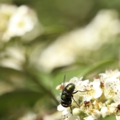 Lucilia cuprina (Australian sheep blowfly) at O'Connor, ACT - 3 Dec 2016 by ibaird