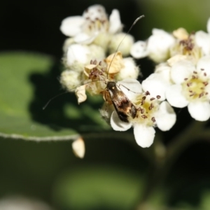 Nemophora (genus) at O'Connor, ACT - 3 Dec 2016