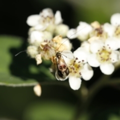 Nemophora (genus) at O'Connor, ACT - 3 Dec 2016