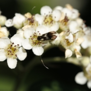 Nemophora (genus) at O'Connor, ACT - 3 Dec 2016