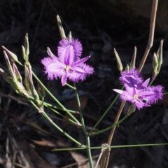 Thysanotus tuberosus subsp. tuberosus (Common Fringe-lily) at Canberra Central, ACT - 4 Dec 2016 by David