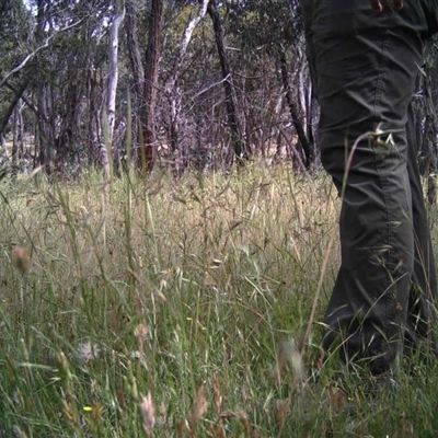 Unidentified at Mulligans Flat - 3 Dec 2016 by MulligansFlat1