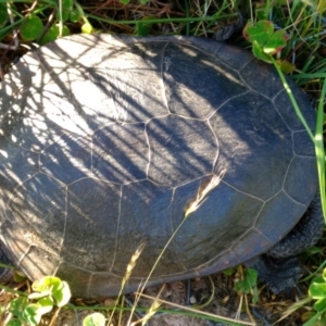 Chelodina longicollis at Gungahlin, ACT - 3 Dec 2016 06:21 PM