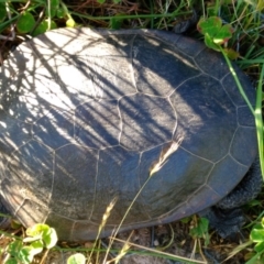 Chelodina longicollis (Eastern Long-necked Turtle) at Mulligans Flat - 3 Dec 2016 by Yowie2913