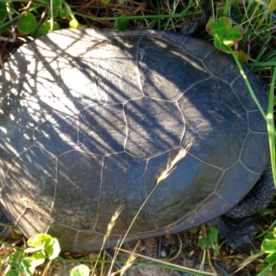 Chelodina longicollis (Eastern Long-necked Turtle) at Gungahlin, ACT - 3 Dec 2016 by Yowie2913