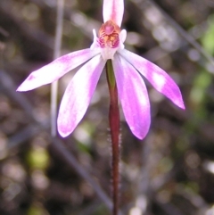 Caladenia fuscata (Dusky Fingers) at Kambah, ACT - 12 Oct 2010 by MatthewFrawley