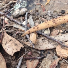 Goniaea australasiae (Gumleaf grasshopper) at Point 5363 - 5 Dec 2016 by julesS