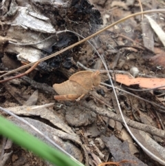 Goniaea australasiae at Point 5363 - 5 Dec 2016 01:19 PM