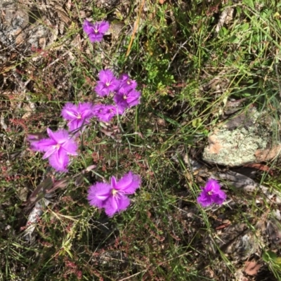 Thysanotus tuberosus subsp. tuberosus (Common Fringe-lily) at Dunlop, ACT - 29 Nov 2016 by StephenBruce