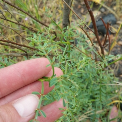 Indigofera adesmiifolia (Tick Indigo) at Red Hill Nature Reserve - 5 Dec 2016 by liambanyer