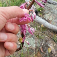 Dipodium punctatum (Blotched Hyacinth Orchid) at Red Hill Nature Reserve - 5 Dec 2016 by liambanyer