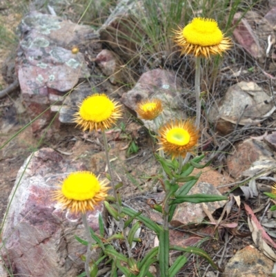 Coronidium oxylepis subsp. lanatum (Woolly Pointed Everlasting) at Black Mountain - 5 Dec 2016 by julesS