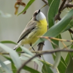 Gerygone olivacea (White-throated Gerygone) at Tidbinbilla Nature Reserve - 23 Oct 2016 by roymcd