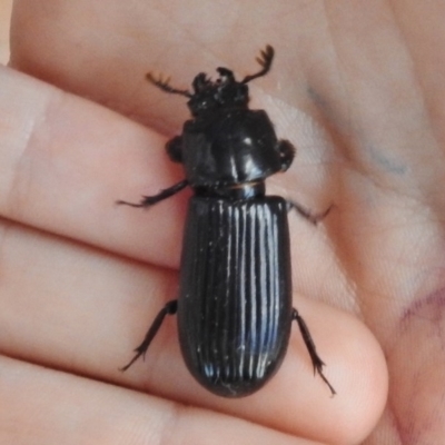 Passalidae (family) (Passalid or Bess Beetle) at Tidbinbilla Nature Reserve - 3 Dec 2016 by JohnBundock