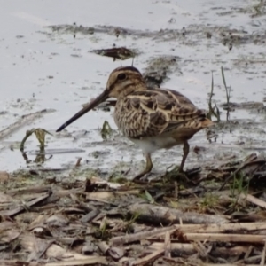 Gallinago hardwickii at Fyshwick, ACT - 4 Dec 2016 05:45 PM