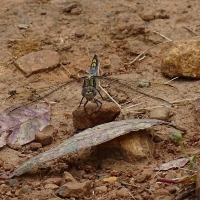 Orthetrum caledonicum (Blue Skimmer) at Red Hill Nature Reserve - 5 Dec 2016 by roymcd