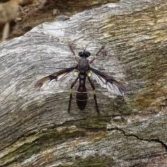 Daptolestes limbipennis (Robber fly) at Red Hill Nature Reserve - 5 Dec 2016 by roymcd