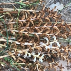 Orobanche minor (Broomrape) at Mount Majura - 5 Dec 2016 by AaronClausen