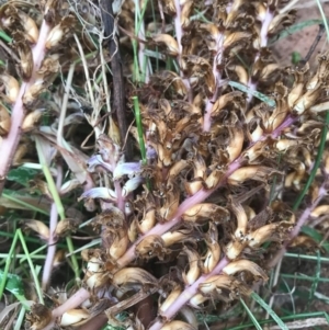 Orobanche minor at Watson, ACT - 5 Dec 2016