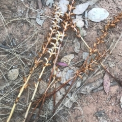 Orobanche minor (Broomrape) at Mount Majura - 5 Dec 2016 by AaronClausen