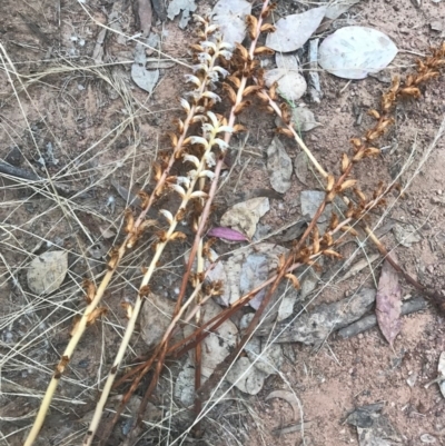 Orobanche minor (Broomrape) at Mount Majura - 5 Dec 2016 by AaronClausen