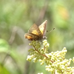 Paralucia aurifera at Paddys River, ACT - 3 Dec 2016 12:18 PM