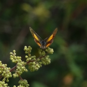 Paralucia aurifera at Paddys River, ACT - 3 Dec 2016 12:18 PM