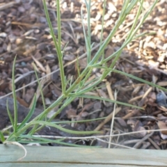 Wahlenbergia luteola (Yellowish Bluebell) at City Renewal Authority Area - 27 Nov 2016 by JanetRussell