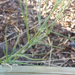 Wahlenbergia luteola at Reid, ACT - 27 Nov 2016 05:10 PM