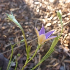 Wahlenbergia luteola at Reid, ACT - 27 Nov 2016 05:10 PM