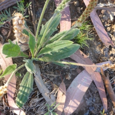 Plantago varia (Native Plaintain) at Reid, ACT - 27 Nov 2016 by JanetRussell