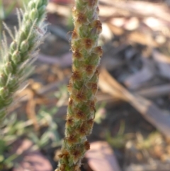 Plantago varia at Reid, ACT - 27 Nov 2016 05:03 PM