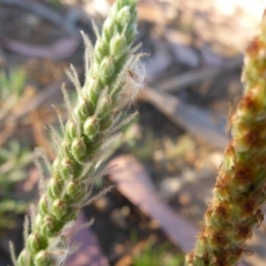 Plantago varia at Reid, ACT - 27 Nov 2016 05:03 PM