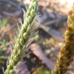 Plantago varia at Reid, ACT - 27 Nov 2016 05:03 PM