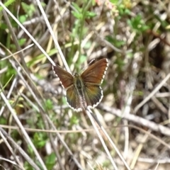 Neolucia agricola (Fringed Heath-blue) at Paddys River, ACT - 3 Dec 2016 by roymcd